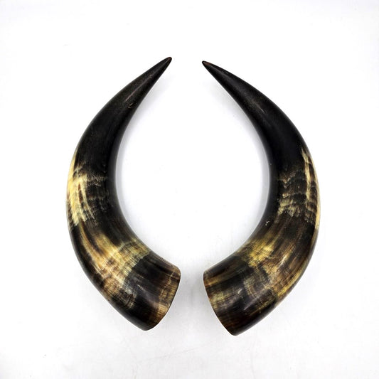 Pair of Cow Horns - 25cm Long