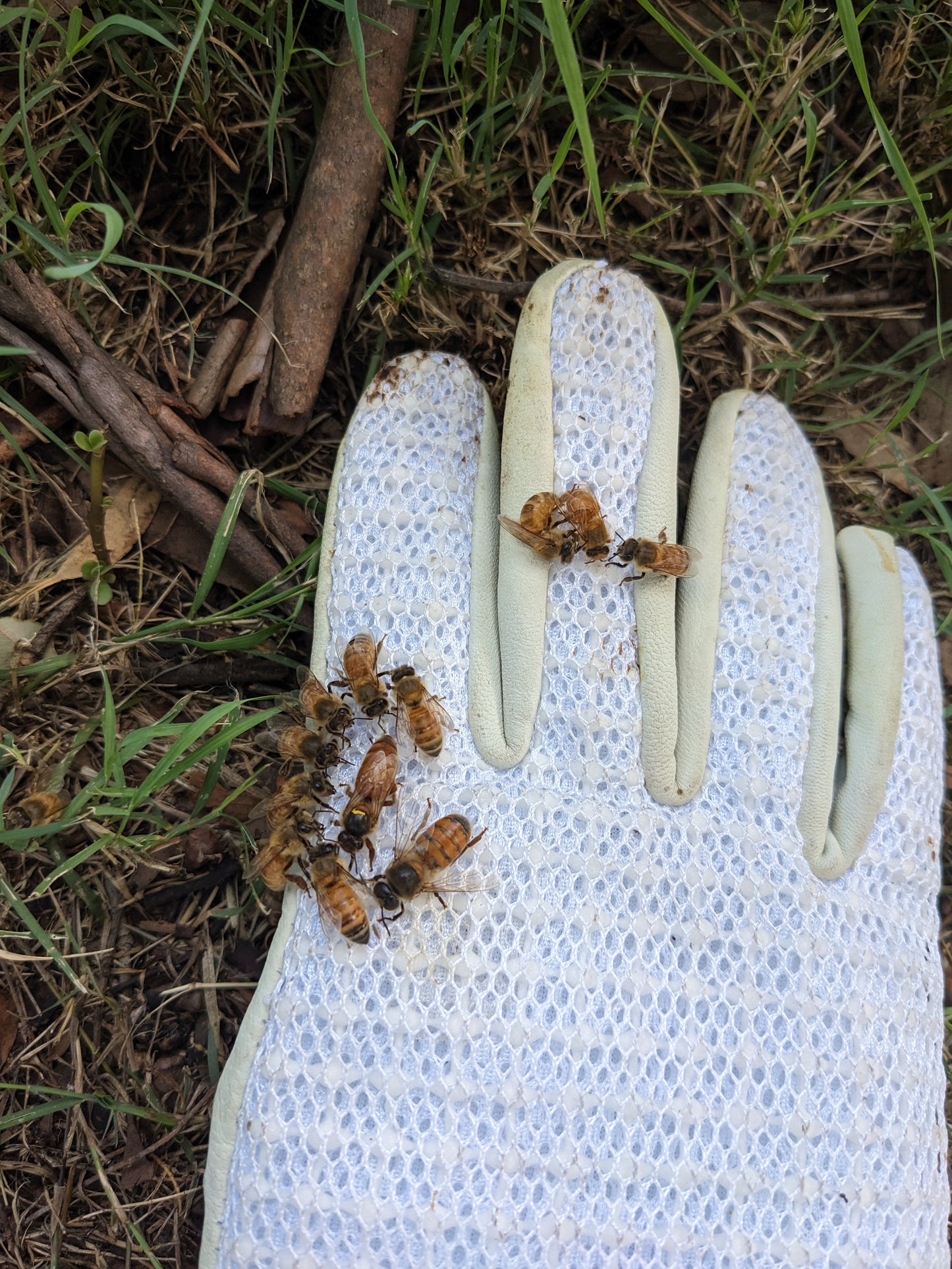 Arborwood Local Honey - 1 Kg