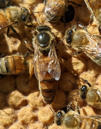 Arborwood Local Honey - 1 Kg