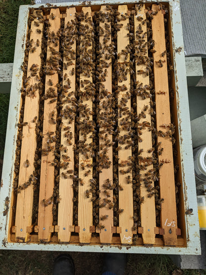 Arborwood Local Honey - 1 Kg