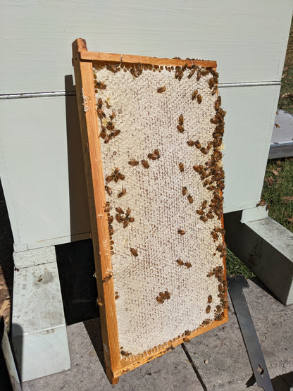 Arborwood Local Honey - 1 Kg