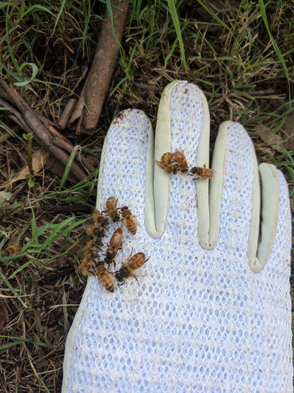 Arborwood Local Honey - 1 Kg