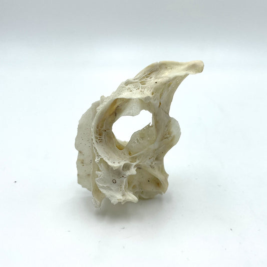 Fish Skull - 6cm