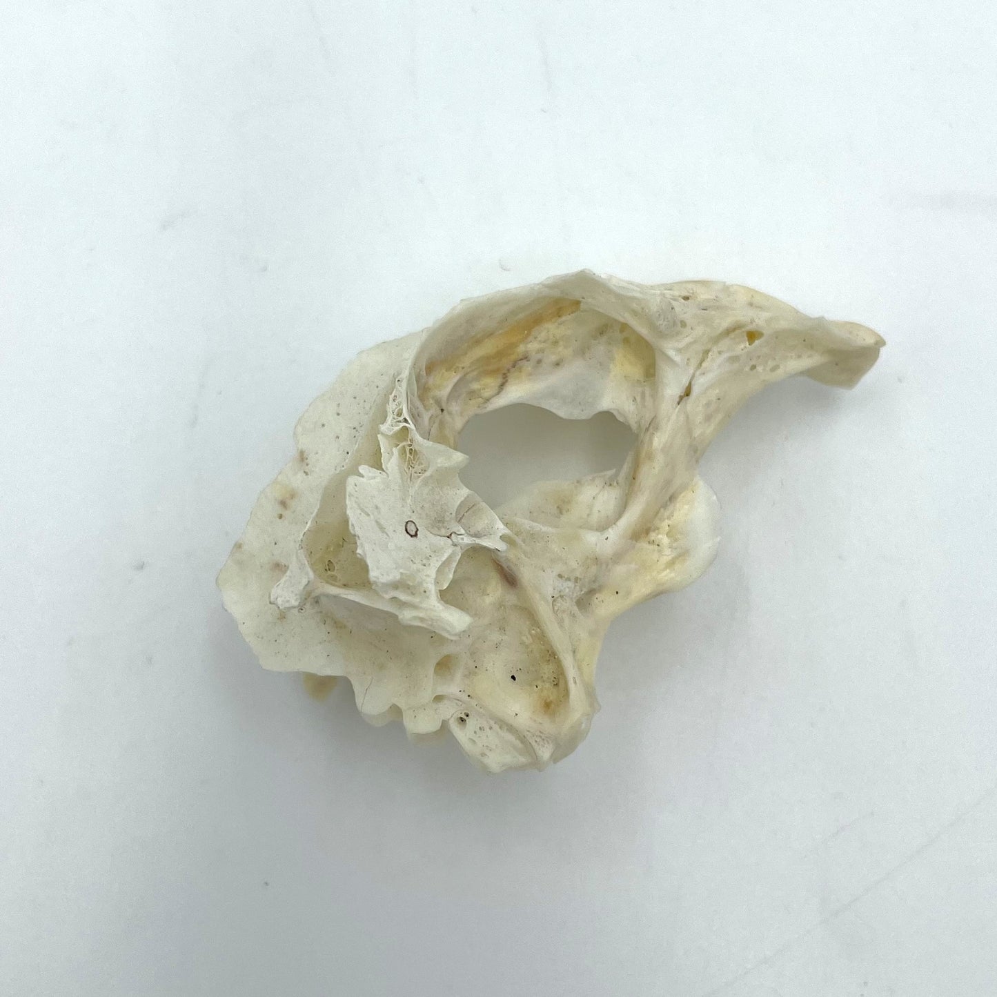 Fish Skull - 6cm